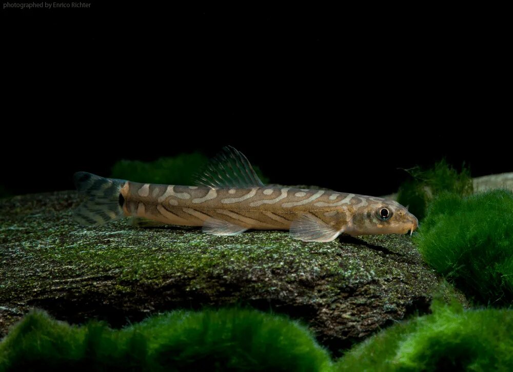 Mesonoemacheilus triangularis. Рыба ест рыбу ест рыбу. Вьюн зодиак аквариумная. Вьюн зодиак рыба. Вьюн зодиак.