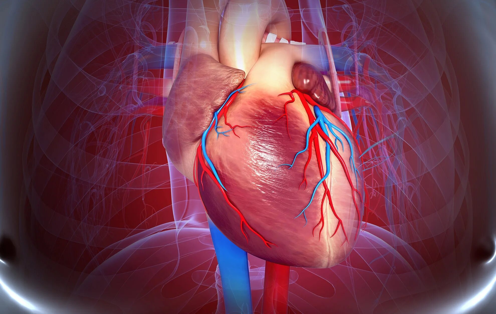 Cardiovascular system. Сердечно-сосудистые заболевания. Сердечно сосудистая патология. Болезни сердечно-сосудистой системы.