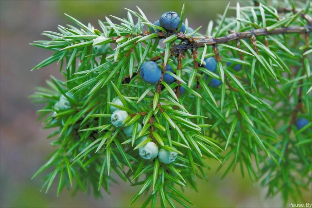 Можжевельник казацкий обыкновенный. Ветвь можжевельника. Хвоя туи. Можжевельник казацкий макро. Ветка можжевельника.