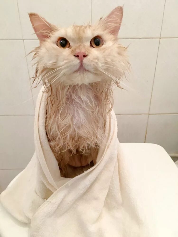 Кот после душа. Мокрая кошка. котик после душа. сумасшедшие коты. смешные котики после душа.