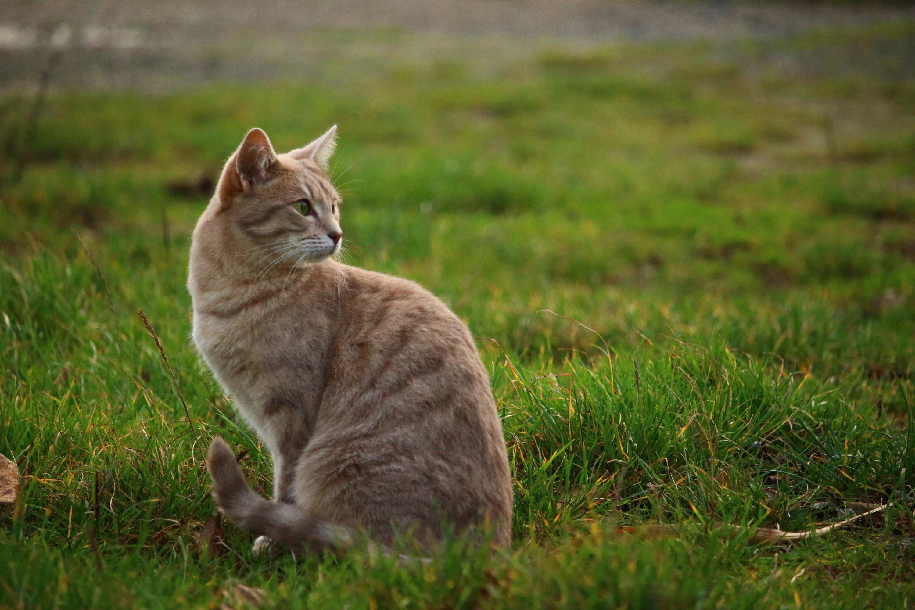 Фото сидящей кошки. Сидячая кошка. Кошка на природе. Кошка сидит на траве. Палевая кошка.