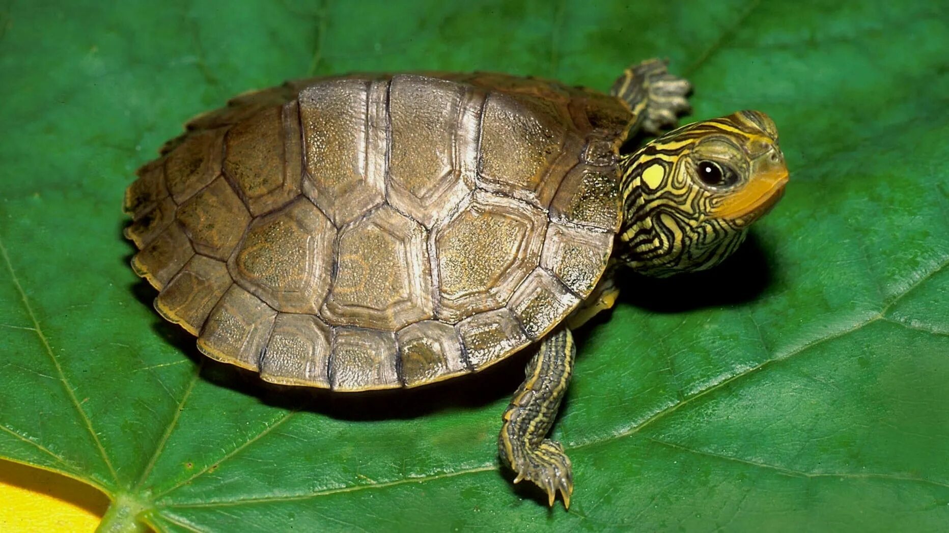 Turtle черепаха. Мадагаскарская клювогрудая черепаха. Какуана черепаха. Карапакс у черепахи что это. Красноухая черепаха.