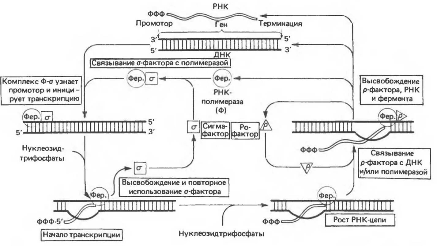 Терминация синтеза рнк. Схема инициации транскрипции. Факторы терминации транскрипции эукариот. Схема транскрипции ДНК биохимия. Транскрипция инициация элонгация терминация.