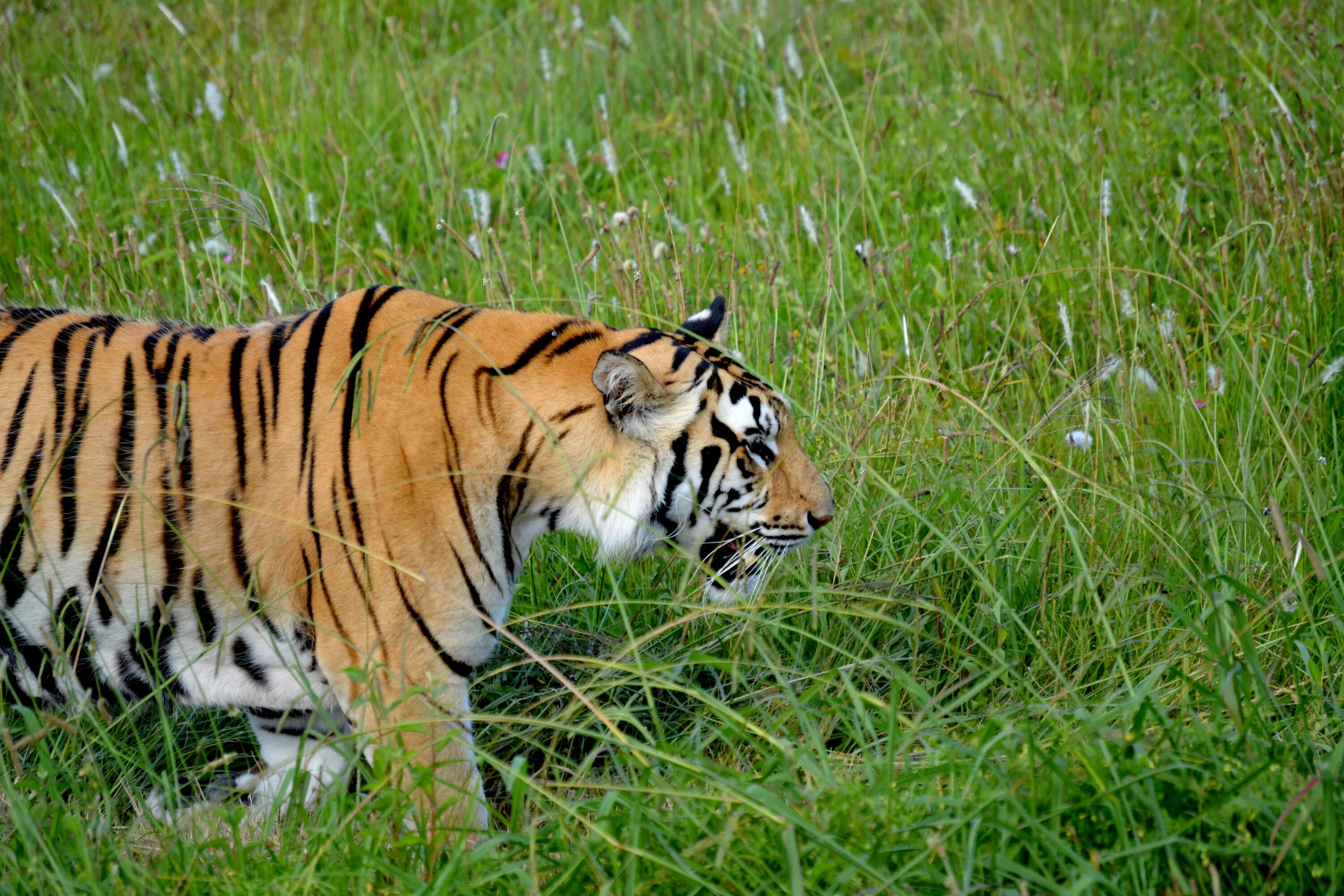 Tiger grass color