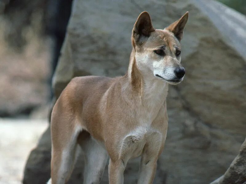 Динго в Австралии. Динго (canis familiaris). Дикая собака Динго. Canis Lupus Dingo.