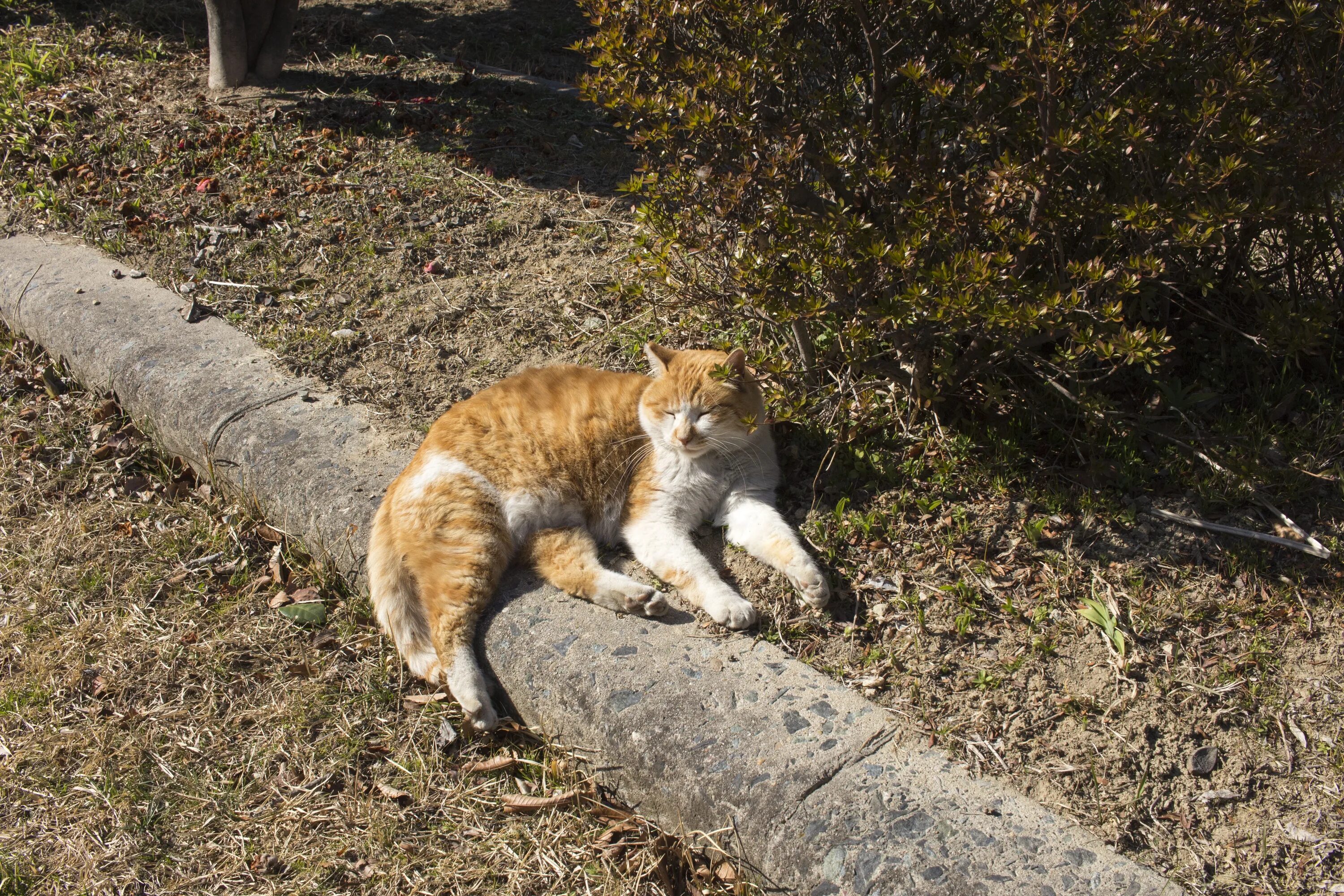 Парк котов. Кот в парке. Фото кошки в парке. Кот Сиеста. Кошка загорает.