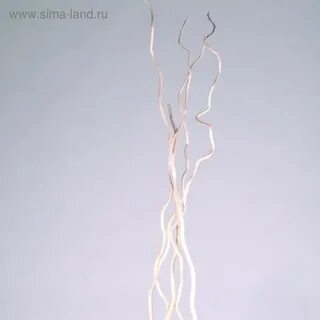Корилус