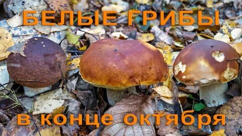 Будут ли белые грибы в октябре