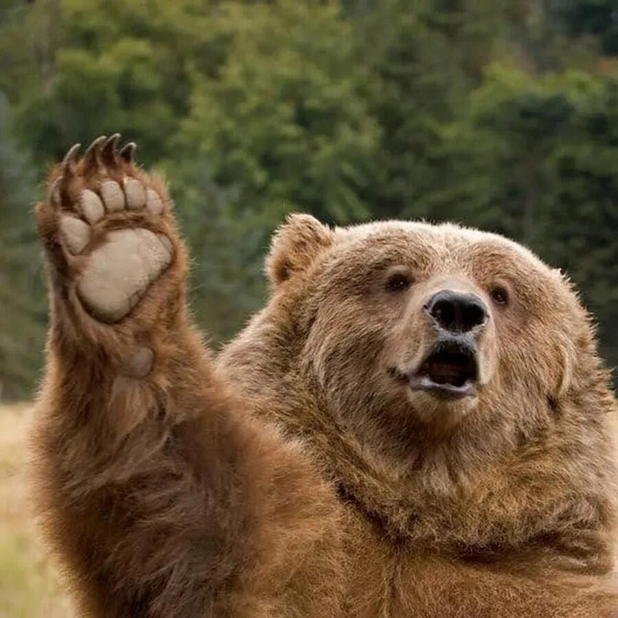 Привет медведь. Добрый медведь. Прикольные приветствия. Прикольный медведь. Скажем друг другу привет