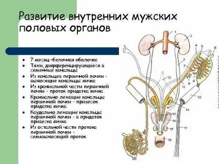 Как устроен мужская половая система
