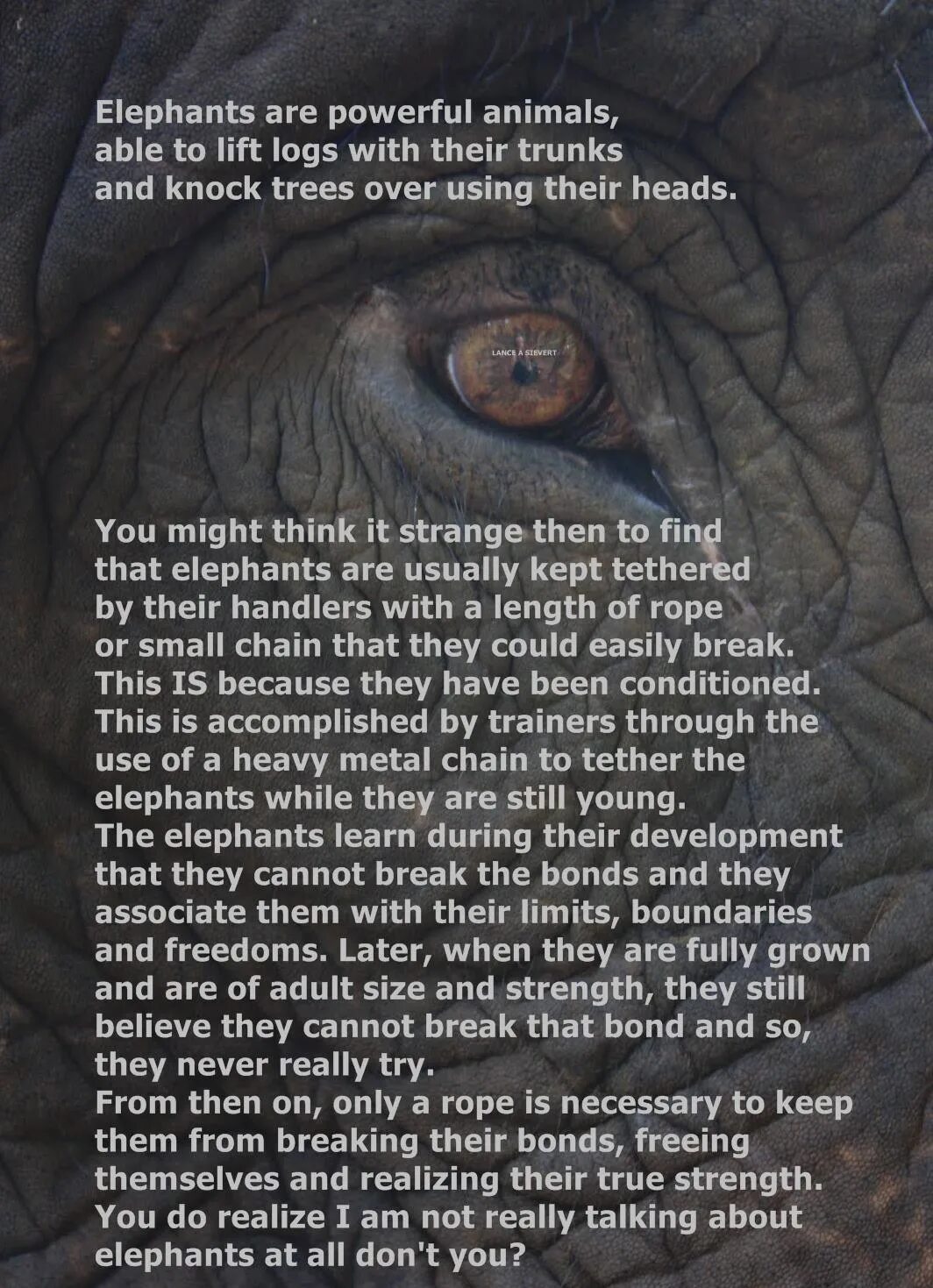 You may think your. Слоновья мудрость. Animals able. You might think. Quotes about Elephant.