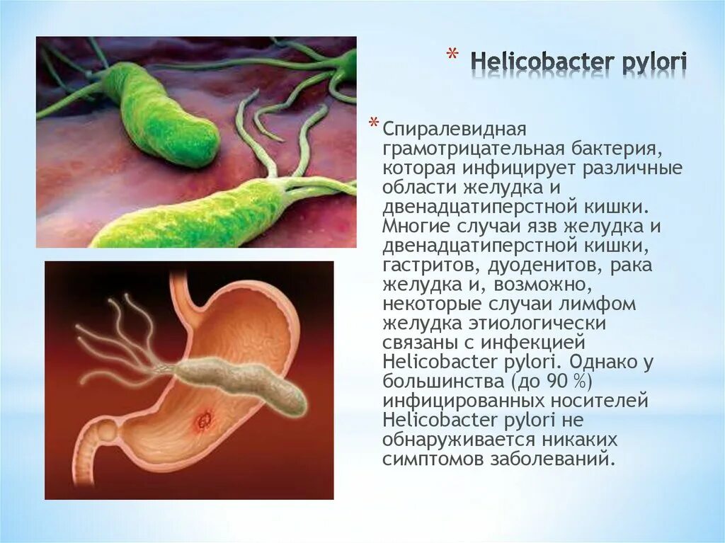 Бактерии в желудке хеликобактер симптомы и лечение. Хеликобактер пилори патогенные микроорганизмы. Пилорический хеликобактер. Язва желудка хеликобактер. Спиралевидная бактерия Helicobacter pylori.