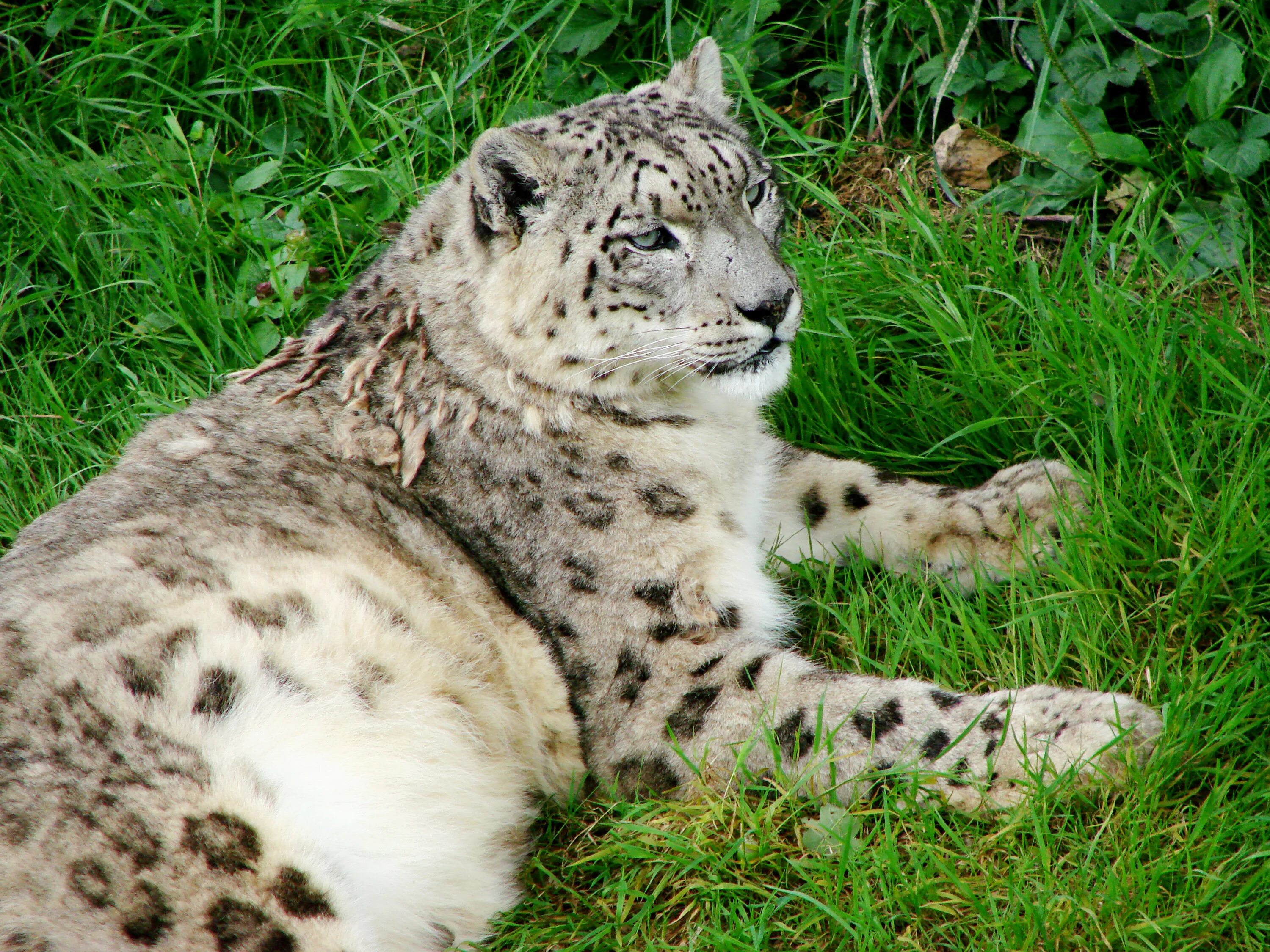 Снежный Барс uncia uncia. - Снежный Барс (Panthera uncia. Снежный Барс (Ирбис, снежный леопард). Ирбис (снежный Барс) uncia uncia.