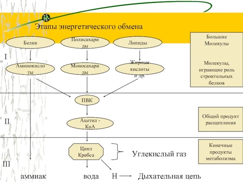 Подготовительный этап обмена белков. Этапы обмена белков. Энергетический обмен белков. Этапы энергетического обмена.