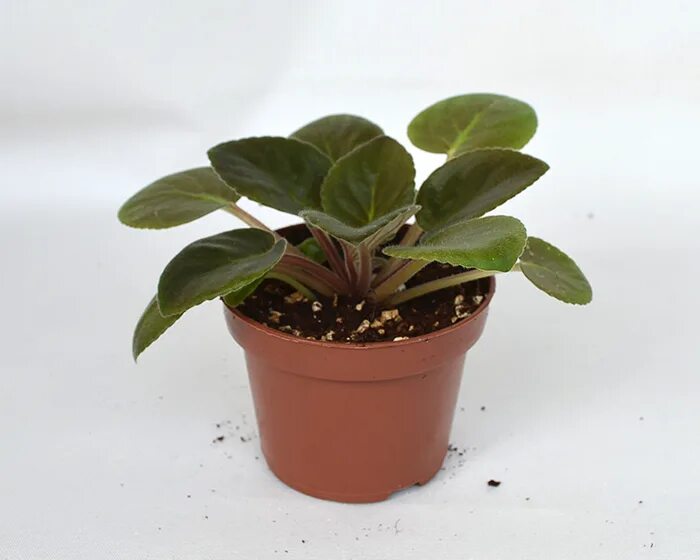 узамбарская фиалка росток. детки сенполии. фиалка в стаканчике. росток фиалки. детка фиалки.