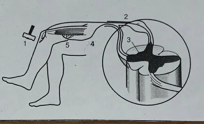 Рефлекторная дуга коленного рефлекса. Коленный рефлекс биология. Коленный рефлекс биология 8 класс. Рис 125 коленный рефлекс.