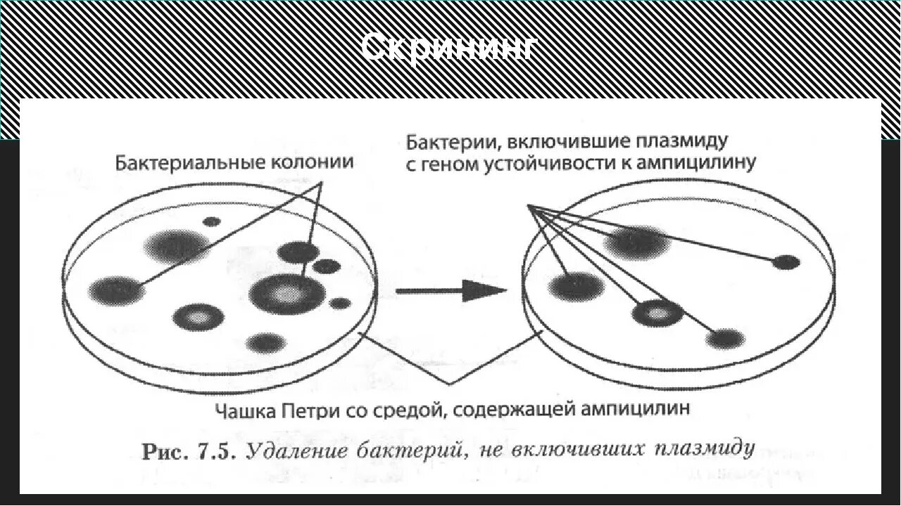 Гены резистентности к антибиотикам. Устойчивость микроорганизмов к антибиотикам. Устойчивость бактерий к антибиотикам. Гены бактерий устойчивости к антибиотикам. Ген резистентности