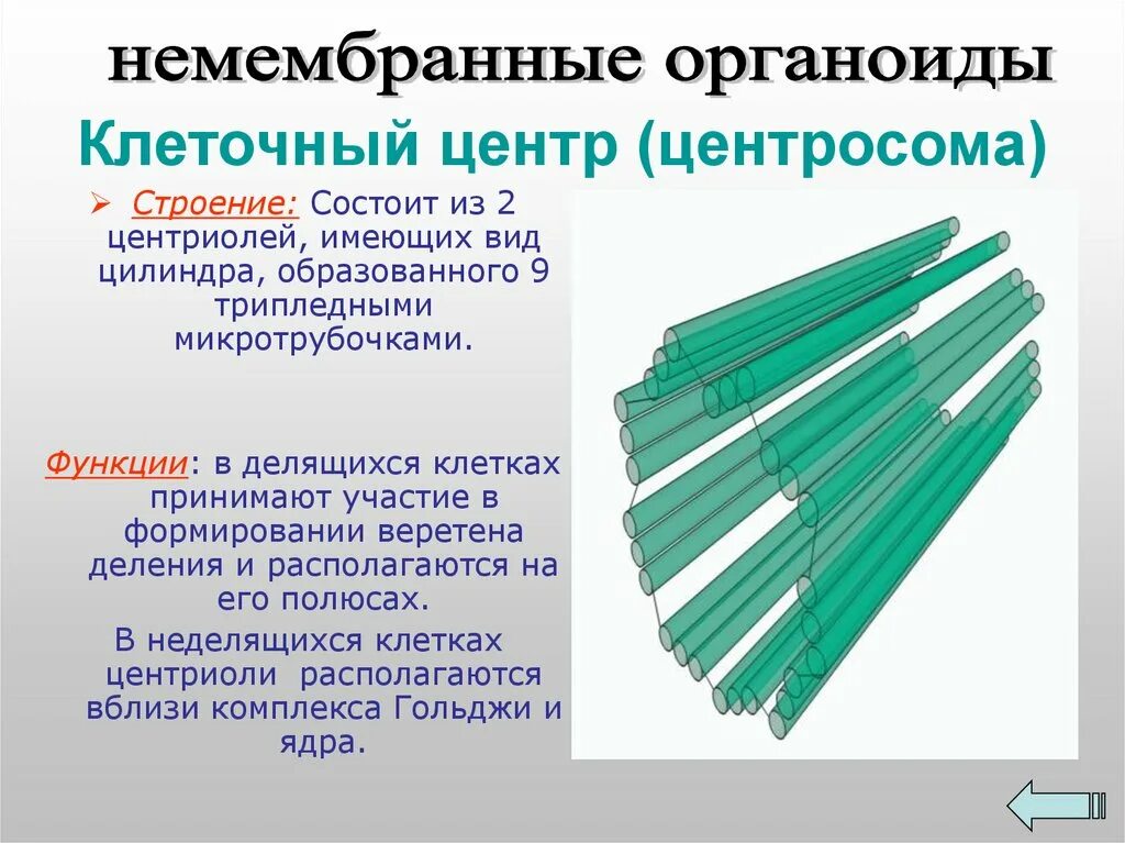 Центриоль процесс синтез атф
