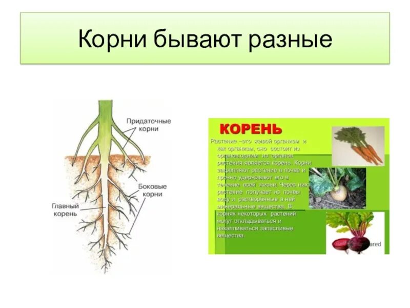 Корни растения бывают. Корни у растений бывают. Главный корень растения. Корешок растения.