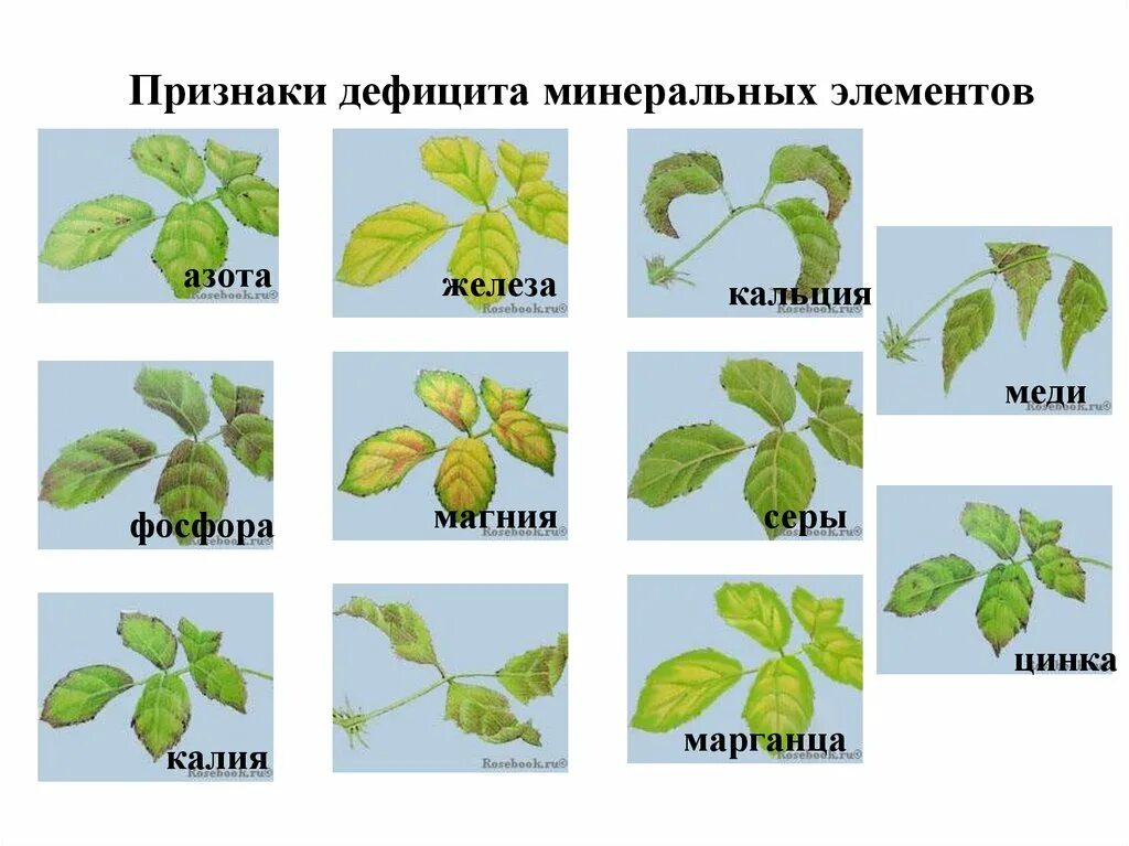 Нехватка микроэлементов у растений. Нехватка микроэлементов у растений по листьям. Нехватка микроэлементозы. Недостаток питания у растений.