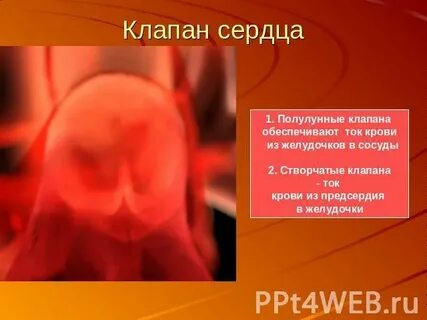 Полулунные клапаны закрыты створчатые клапаны закрыты