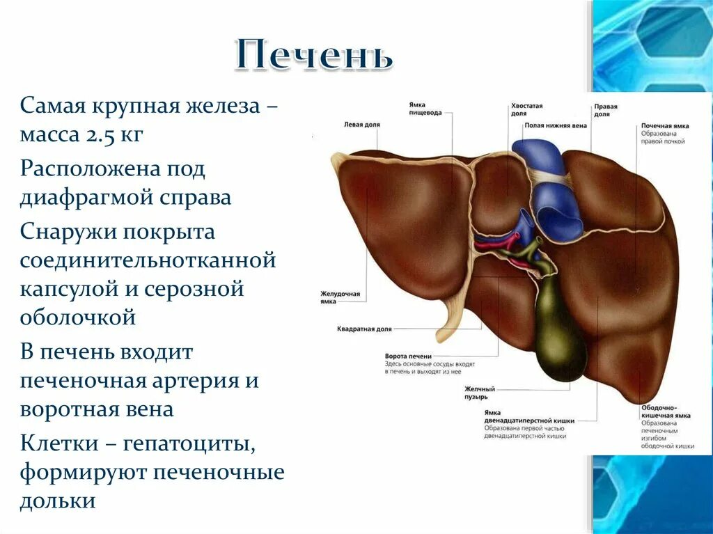 Печень крупная железа. Глиссонова оболочка печени. Печень самая крупная железа. Печень самая большая железа. Внешняя оболочка печени.