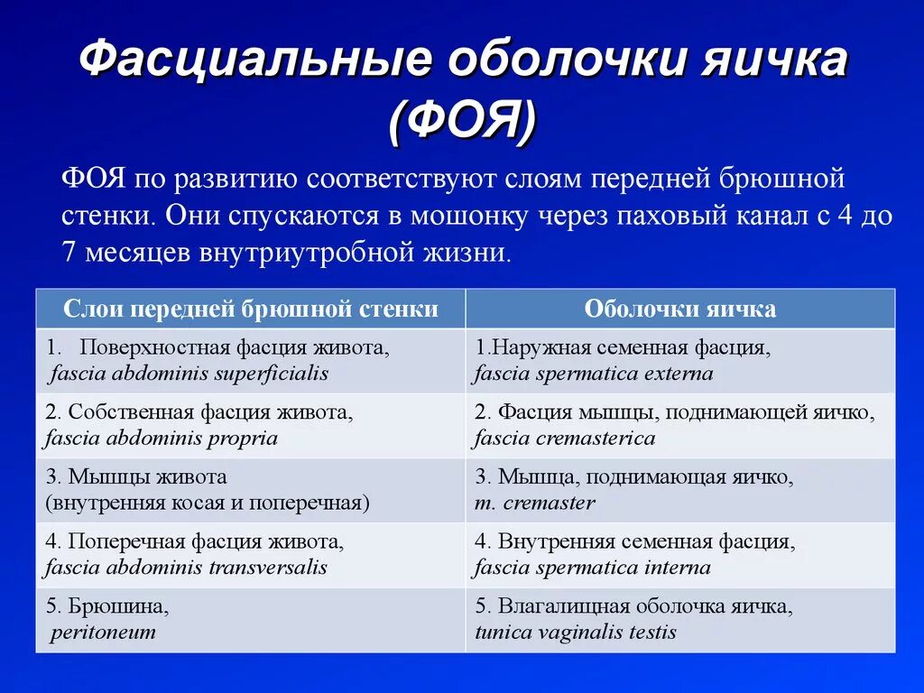 Сколько оболочек имеет. Яичко оболочки по порядку анатомия. оболочки яичка. строение оболочек яичка. собственные оболочки яичка.