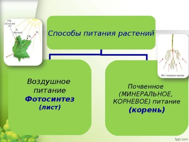 Воздушное питание растений фотосинтез. Воздушное питание растений фотосинтез схема. Минеральное питание растений фотосинтез. Корень и Корневое питание растений. Тест по теме минеральное питание