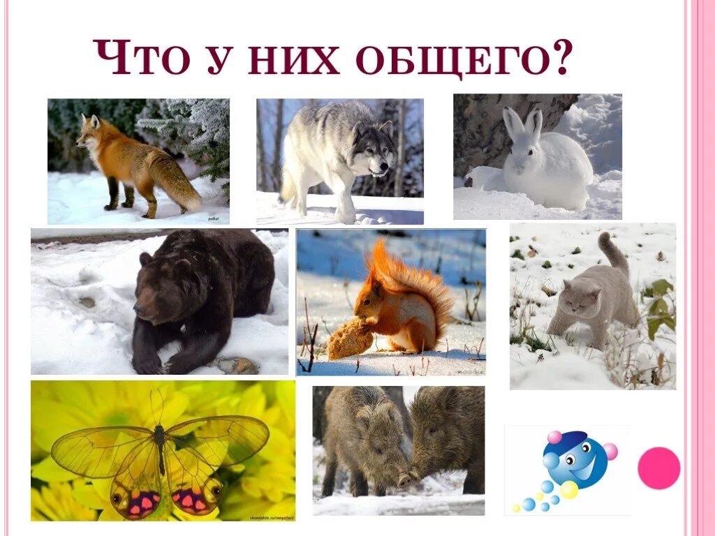 Жизнь животных зимой презентация 2 класс. Животные зимой викторина для детей. презентация для малышей птицы звери и зима. животные которые зимуют в других районах. подобрать предложение к теме звери собираются зимовать.