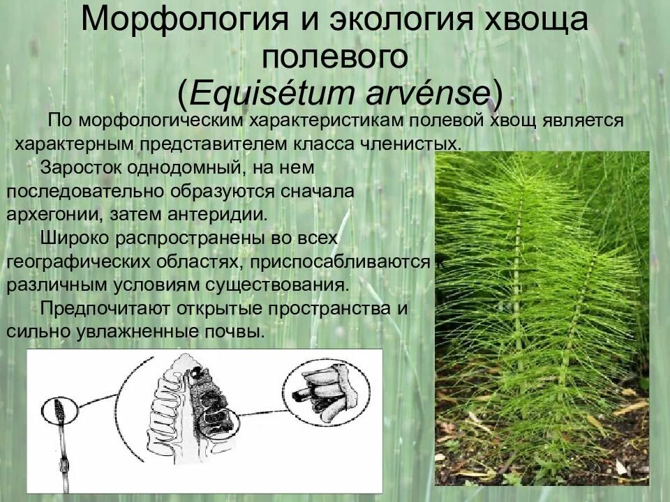 Хвощ полевой морфология. Хвощ полевой строение. Хвощ полевой споры. Хвощи описание. Хвощ относится к водорослям