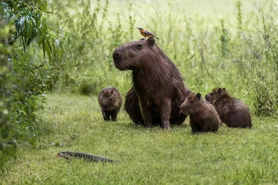 Capybara go