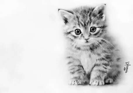 Фотографии нарисованного котенка