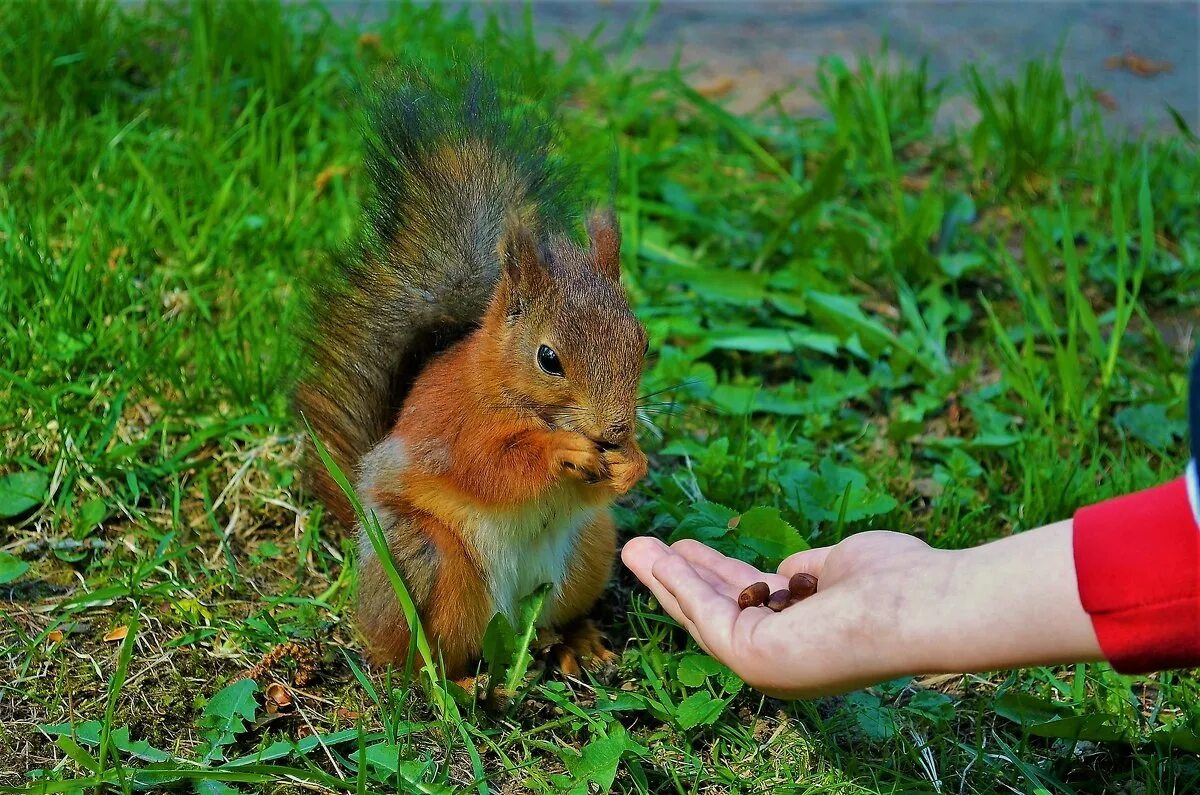 белочка хелена грин,. белка грызет орех. белка ест с руки. белочки нижний. белка в таганае.