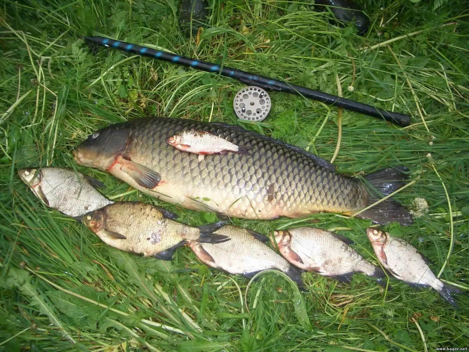 Ловля карася и карпа. Сазан (Cyprinus Carpio). Рыбалка на сазана. Рыбалка на карпа. Ловля крупного сазана.