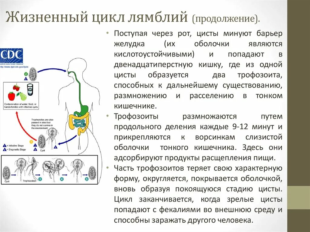 Лямблия кишечная цикл развития. Цикл развития лямблии. Лямблиоз жизненный цикл лямблии. Жизненный цикл лямблии схема.