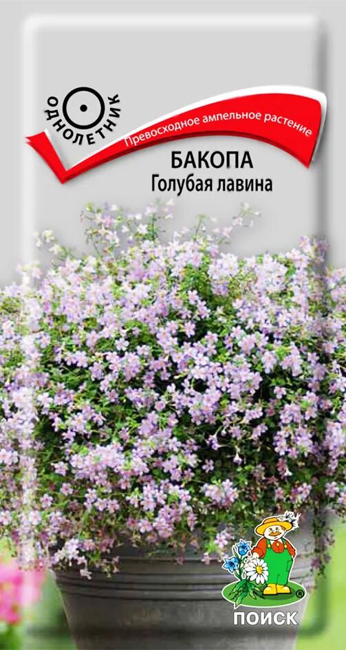 Цветок бакопа фото и описание отзывы. Сутера бакопа. Цветок бакопа снежная лавина. Бакопа ампельная голубая лавина. Бакопа ампельная семена.