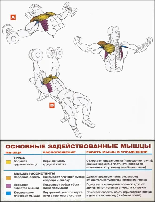 Разведение гантелей техника. Упражнения на грудную мышцу разводка гантелей. Упражнение разведение гантелей лежа. Как делать разводку гантелей лежа. Разводка упражнение для грудных мышц.