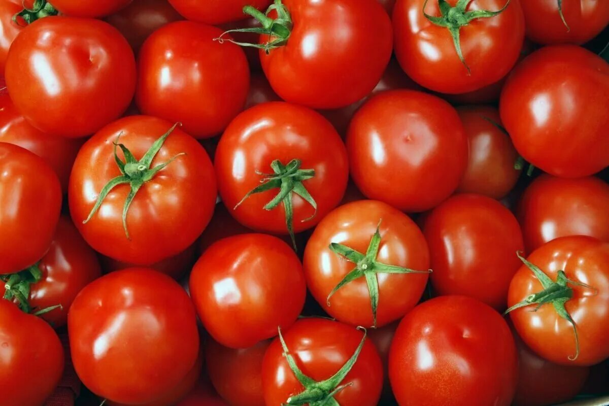 Томат красный банкир. Томат бугай красный. Томат аксиани. Томаты банкир. Помидоры красный банкир описание сорта.