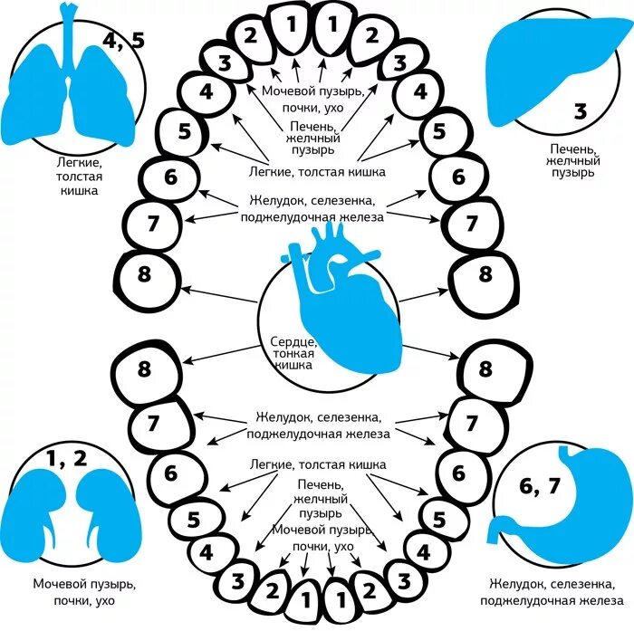 Связь органов человека. Соответствие зубов и внутренних органов человека. Соответствие зубов внутренним органам. Взаимосвязь зубов и внутренних органов таблица. Связь зубов и органов в организме.