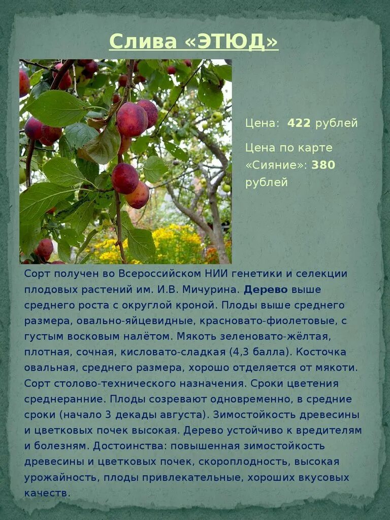 Слива Этюд. Сообщение о сливе. Слива Этюд описание. Слива описание растения.