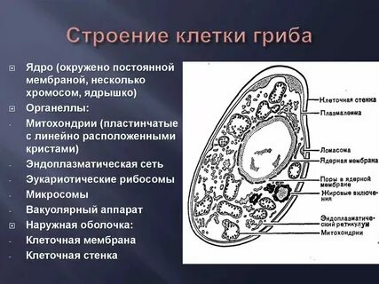 Гриб это клетка