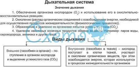 Система органов дыхания и выделения