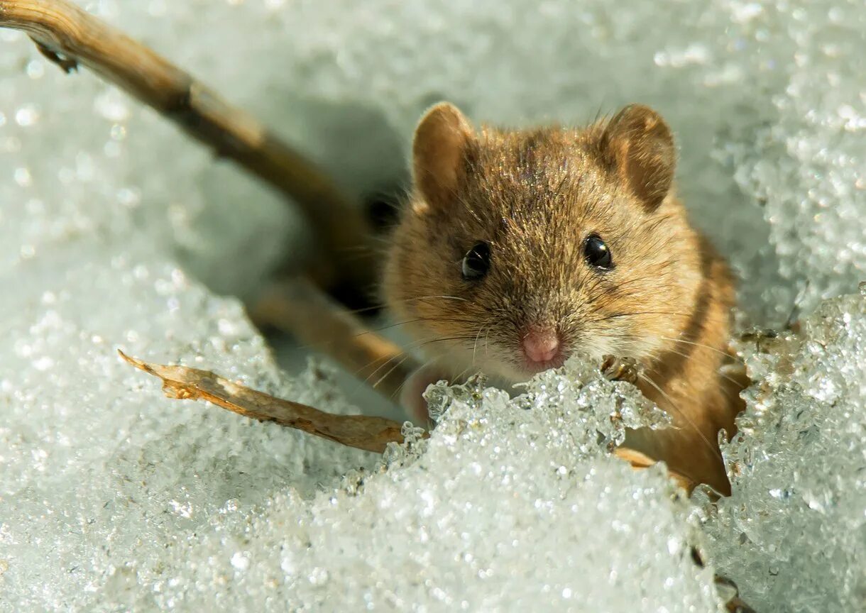 Полевые мыши зимой. Полевка мышь зимняя. Мышь полевка зимой. Лемминговидная полевка. Ольхонская полевка.