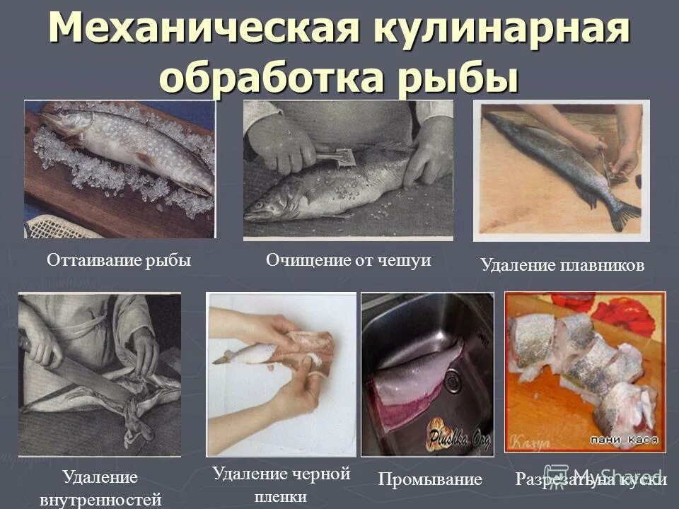 Обработка рыбы на предприятиях общественного. Механическая кулинарная обработка рыбы. механическая куленория обработка рыбы. кулинарная обработка чешуйчатой рыбы. механическая кулинарная обработка рыбы схема.