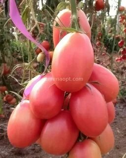 Розовый фламинго томат отзывы урожайность характеристика