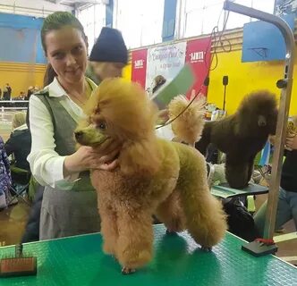 Великолепный пудель