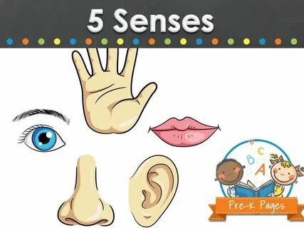 5 senses