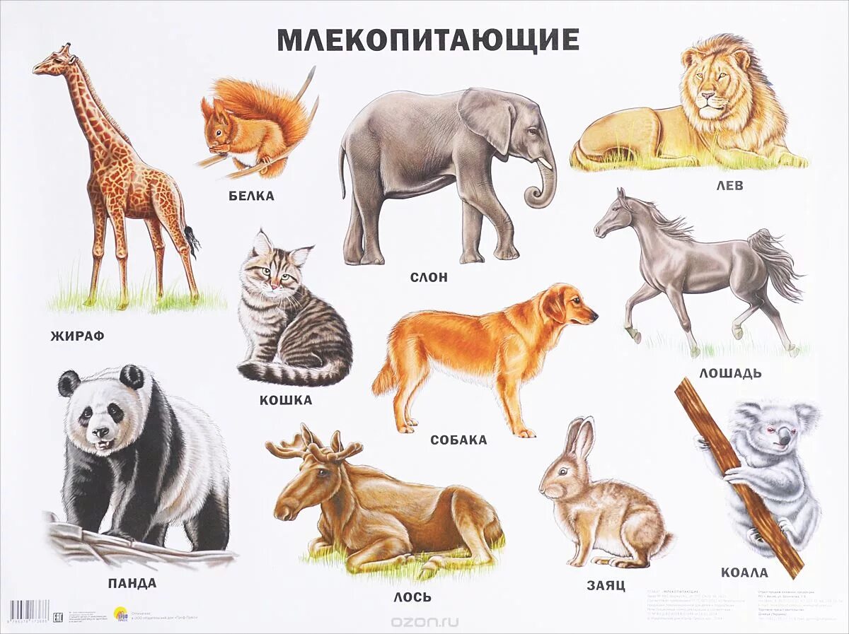 Показать млекопитающих животных. Млекопитающие. млекопитающие звери. млекопитающие для детей. виды животных названия.