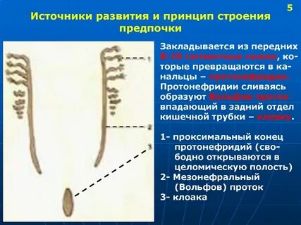 Полость протонефридия
