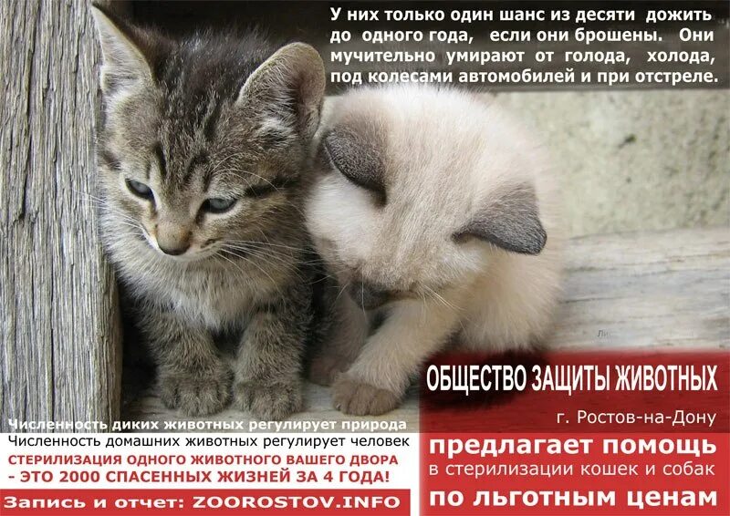Сайт общества защиты животных. Общество защиты животных ростов на дону.